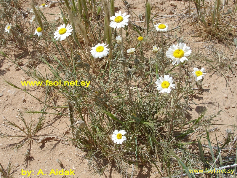Anthemis deserti-syriaci Eig